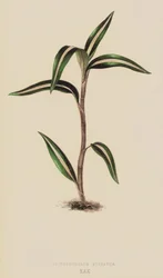 Anoectochilus Striatus